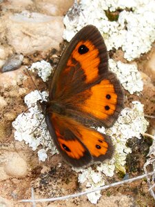 Pyronia bathseba lobito list cintada saltabardisses