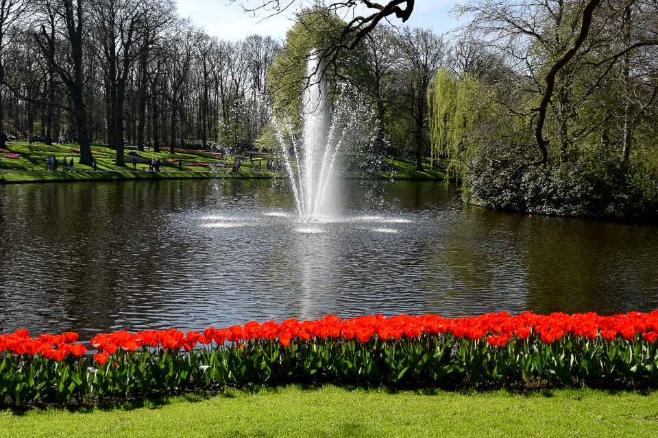 Spring netherlands flower