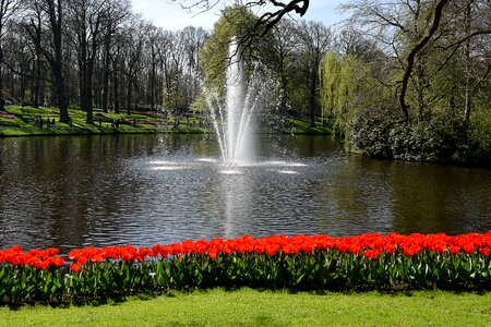 Spring netherlands flower