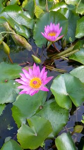 Nymphaea alba flower purple nymphaea alba