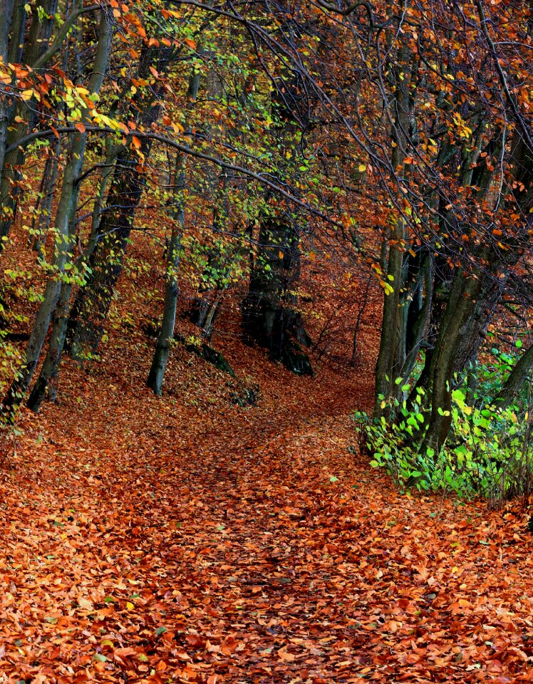 Autumn gold nature landscape