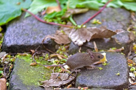 House mouse mouse rodent photo