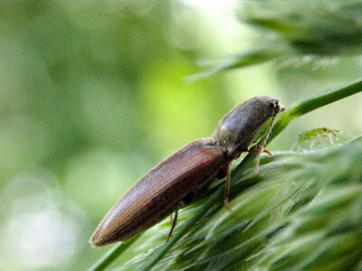 Brown beetle nature aphid