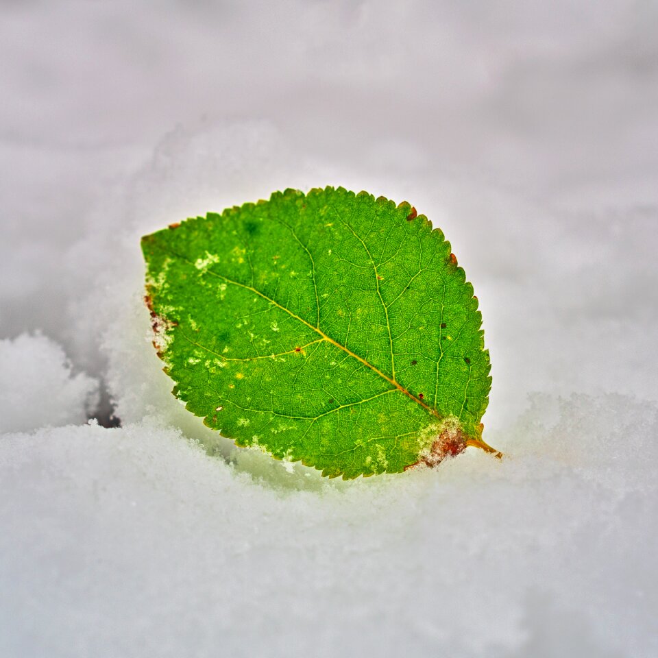 Snow green leaf nature