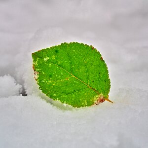 Snow green leaf nature