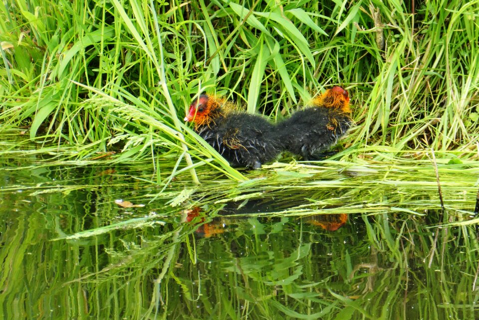 Ditch waterhoentje nature