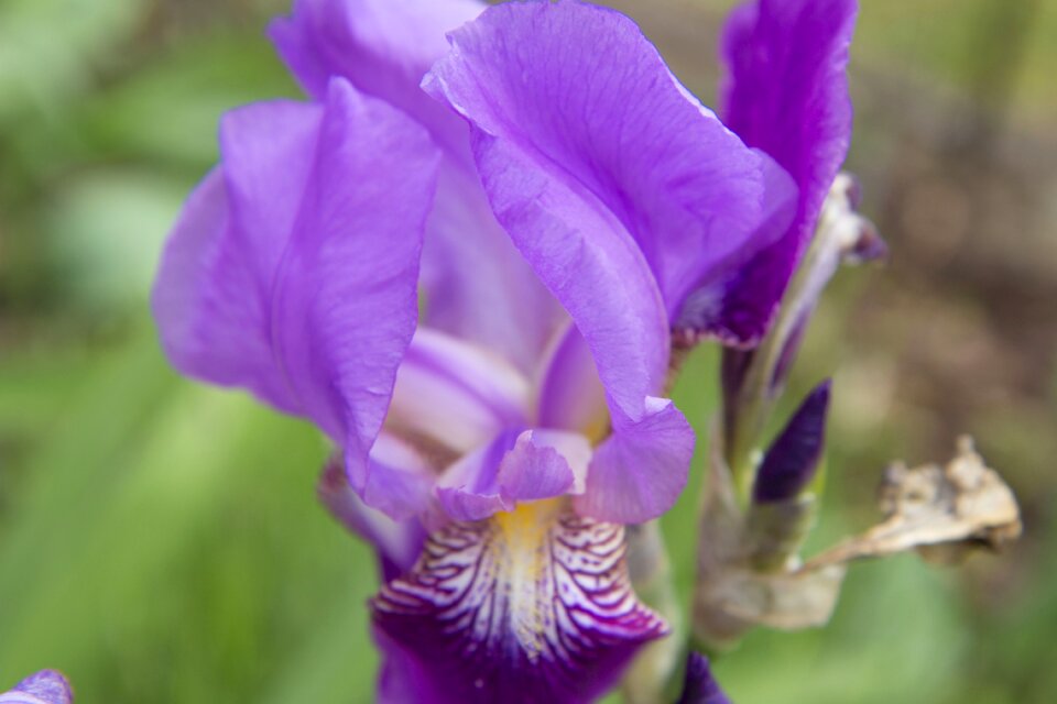 Purple plant flowers