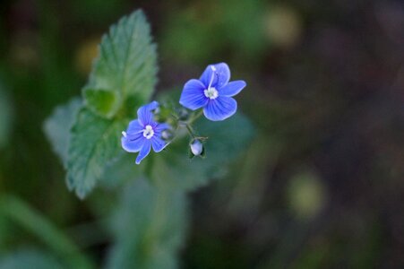 Flower blue purple