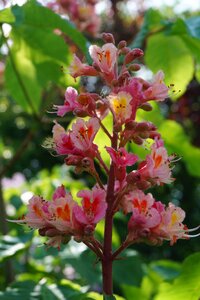 Spring chestnut tree nature