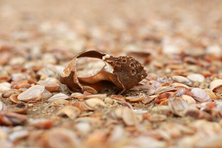 Seashell vacations close up photo