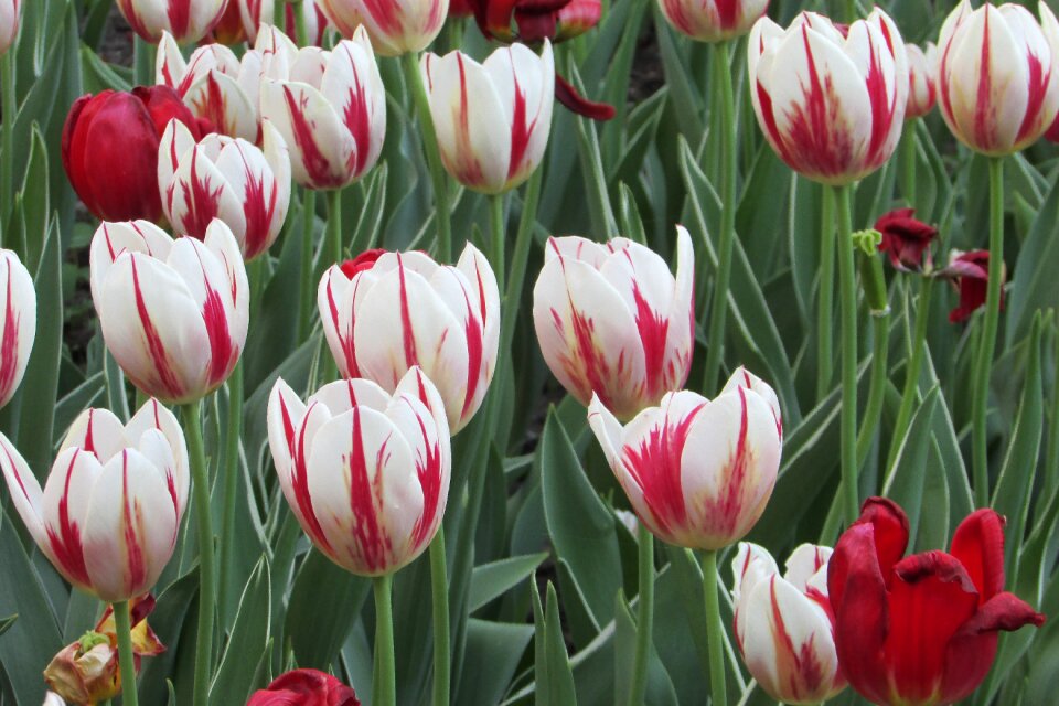 Flowers garden