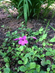 Wildflowers flowers purple flowers