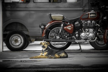 Royal enfield dog photo