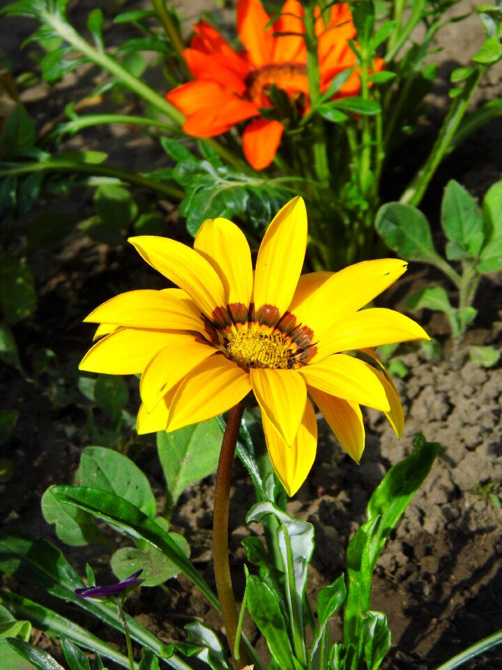Yellow flower summer plant