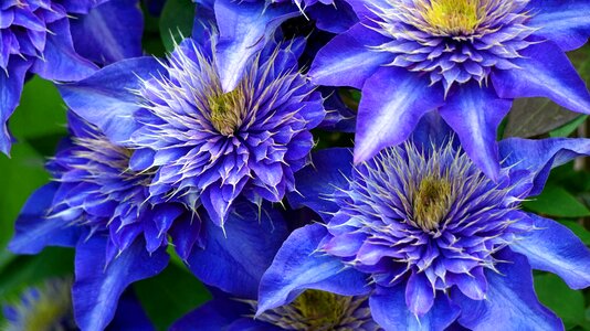 Clematis blossom bloom