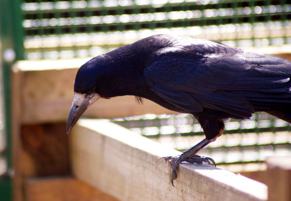 Wildlife beak black
