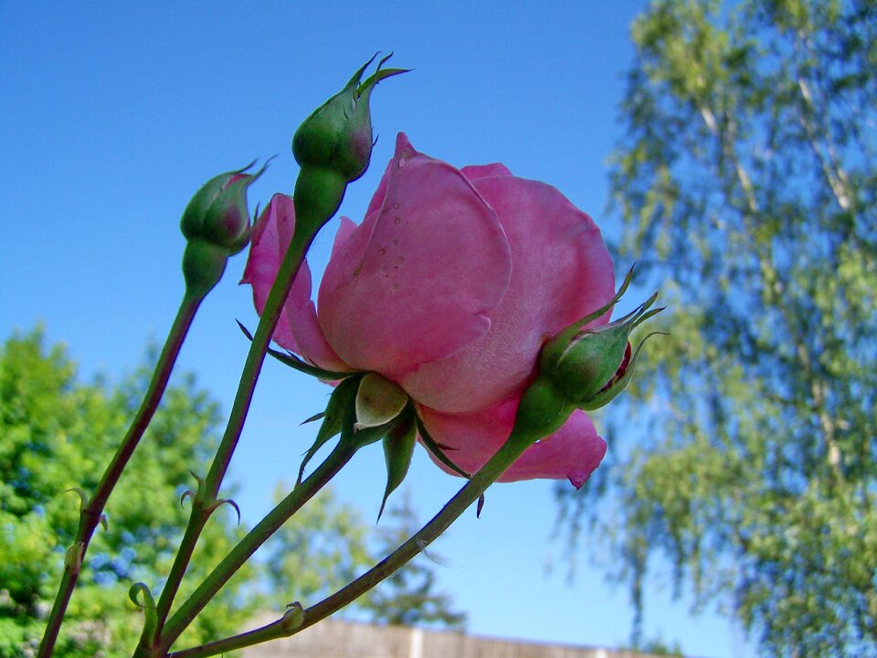 Rose petals pink flower Free photos