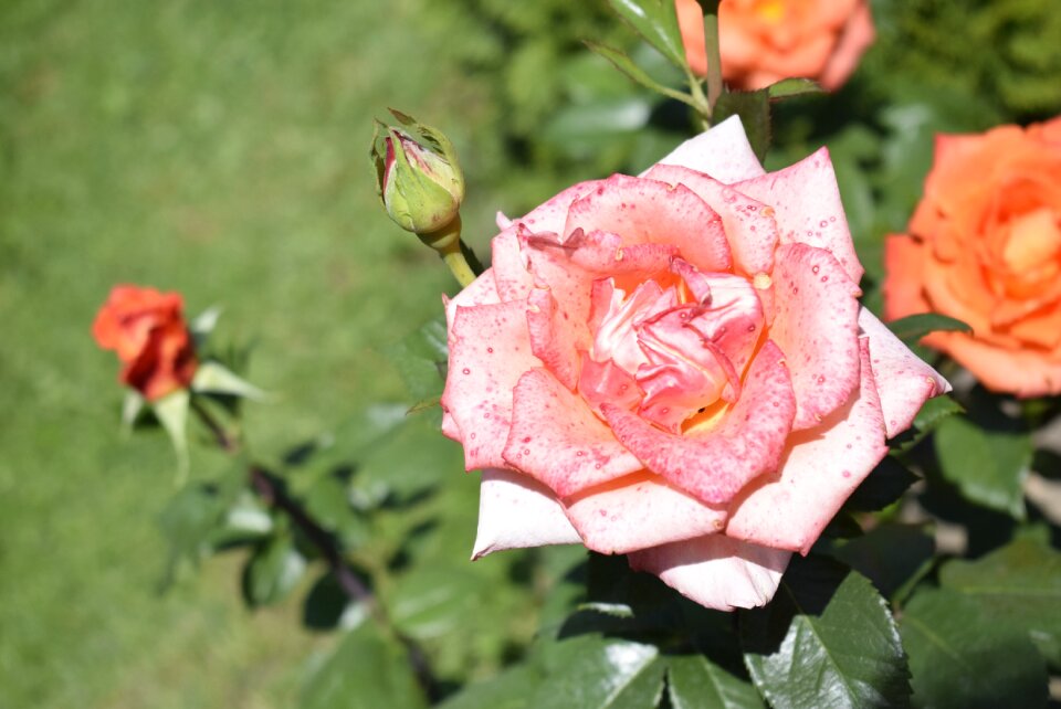 Pink rose sun green background photo