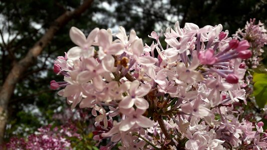 Lilac lilac white flower namsan