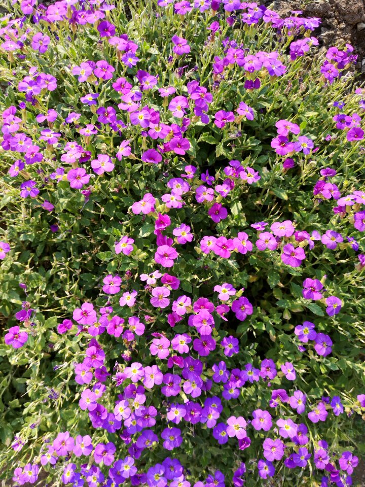 Flowers violet petal