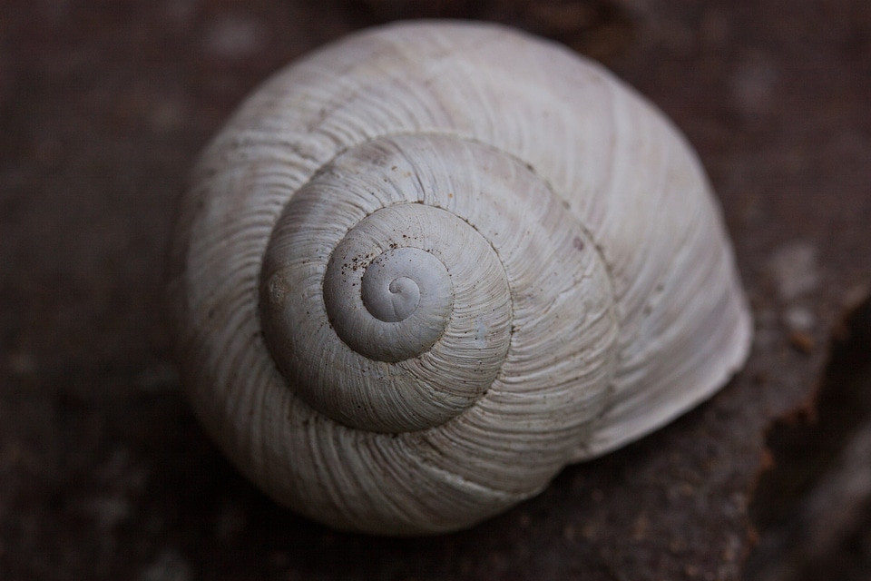 Spiral pomatia shell
