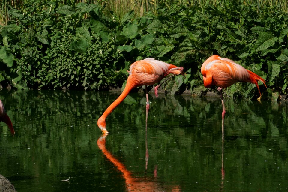 Animals water bird water