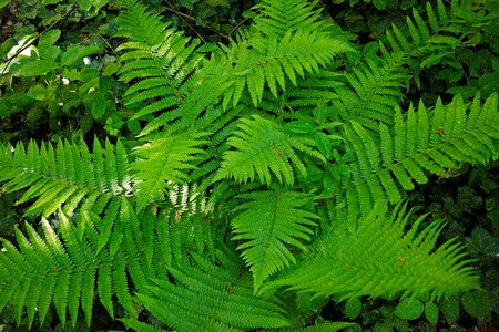 Green plant forest