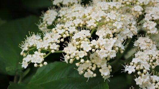 Flowers plants nature photo