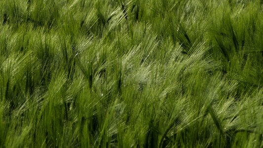 Agriculture cereals wheat