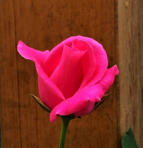 Flower rosa rose