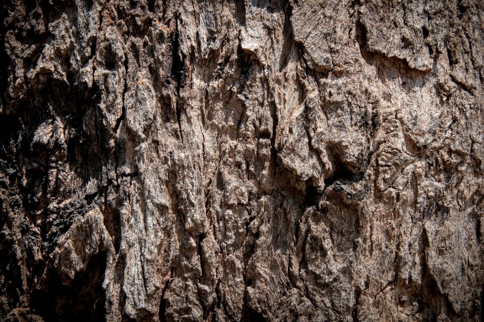 Surface wood Free photos