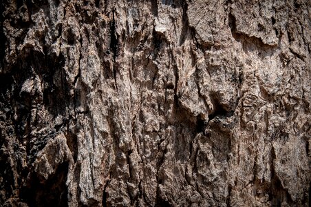 Surface wood Free photos