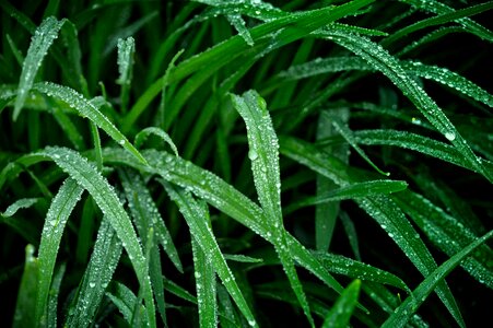 Dew plant