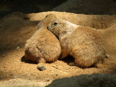 Zoo black-tailed prairie dog the prague zoo