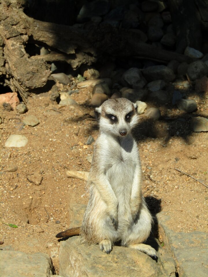 Mammal nature cute