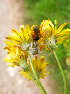 Hunting bug hunted dandelion stalking photo