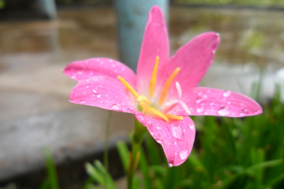 Colorful day pink flowers