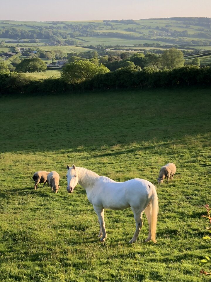 Animal mammal equine