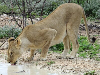 Big cat etosha national park namibia photo