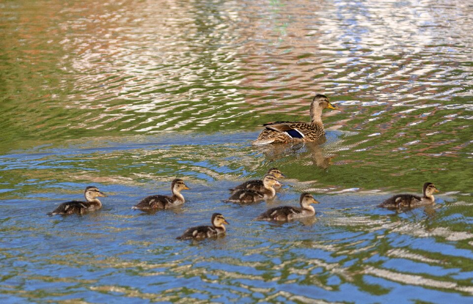 Wild ducks nature water