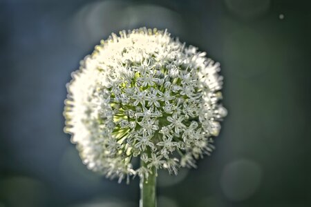 Macro abstract