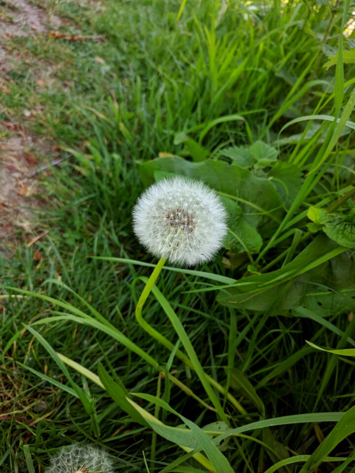 Nature growth hayfield