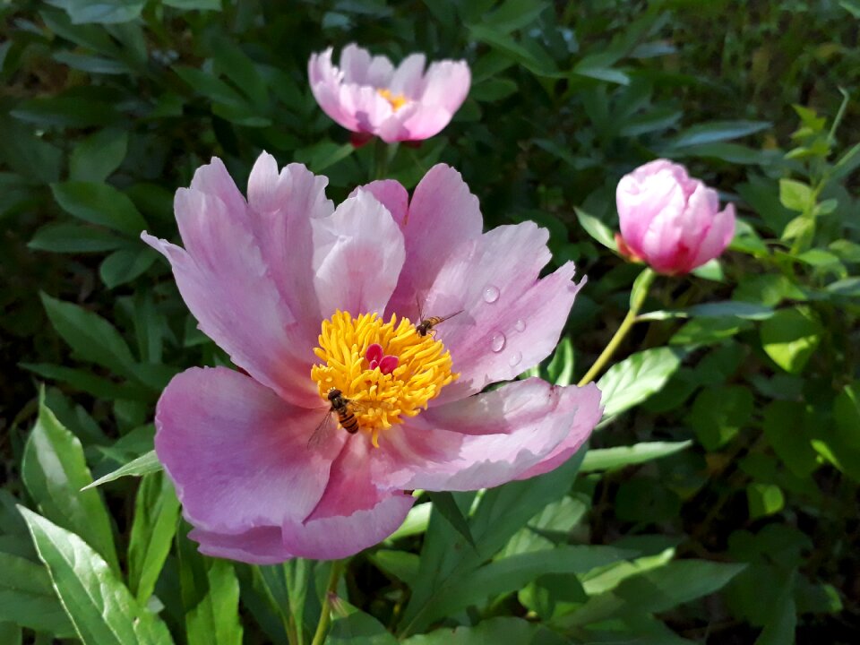 Flowers the peony