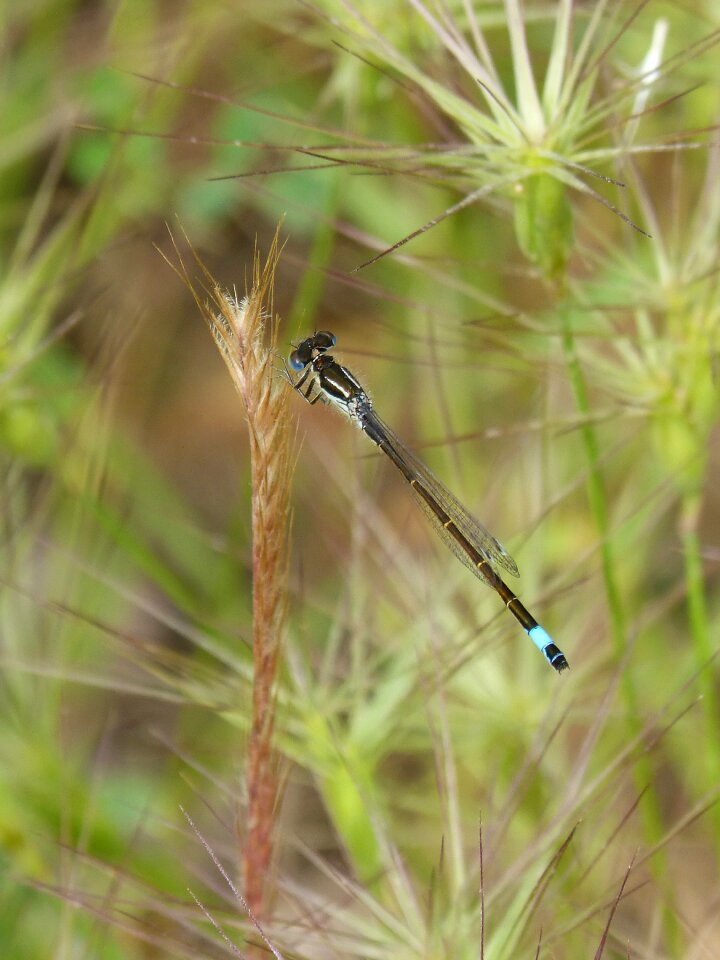 Ischnura elegans llantió nansat libelulido
