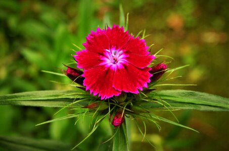 Flower carnation Free photos