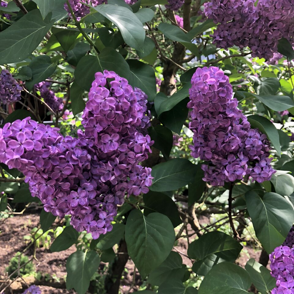 Purple lilac tree bloom