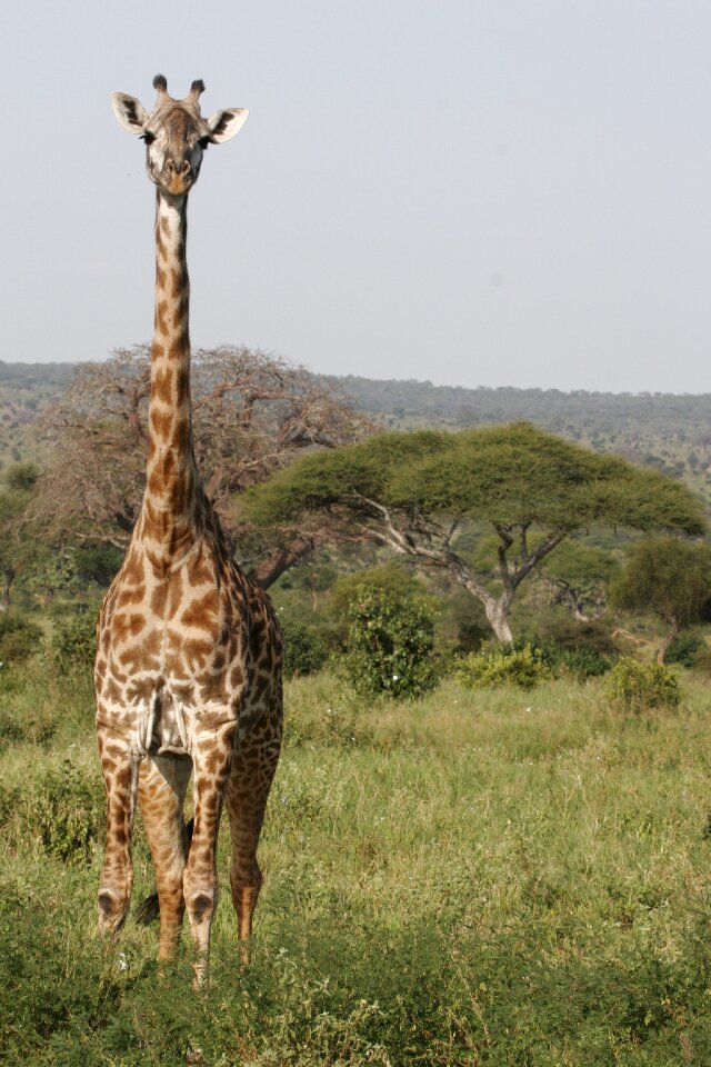 Africa nature tanzania