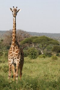 Africa nature tanzania