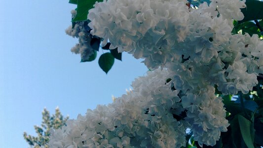 Flowering white spring photo