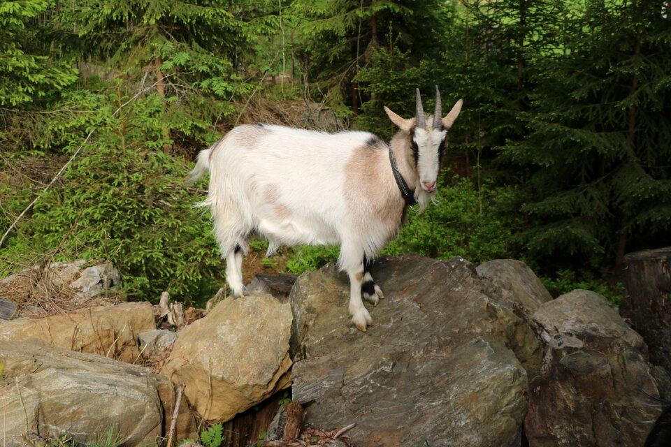 Animal summer animals